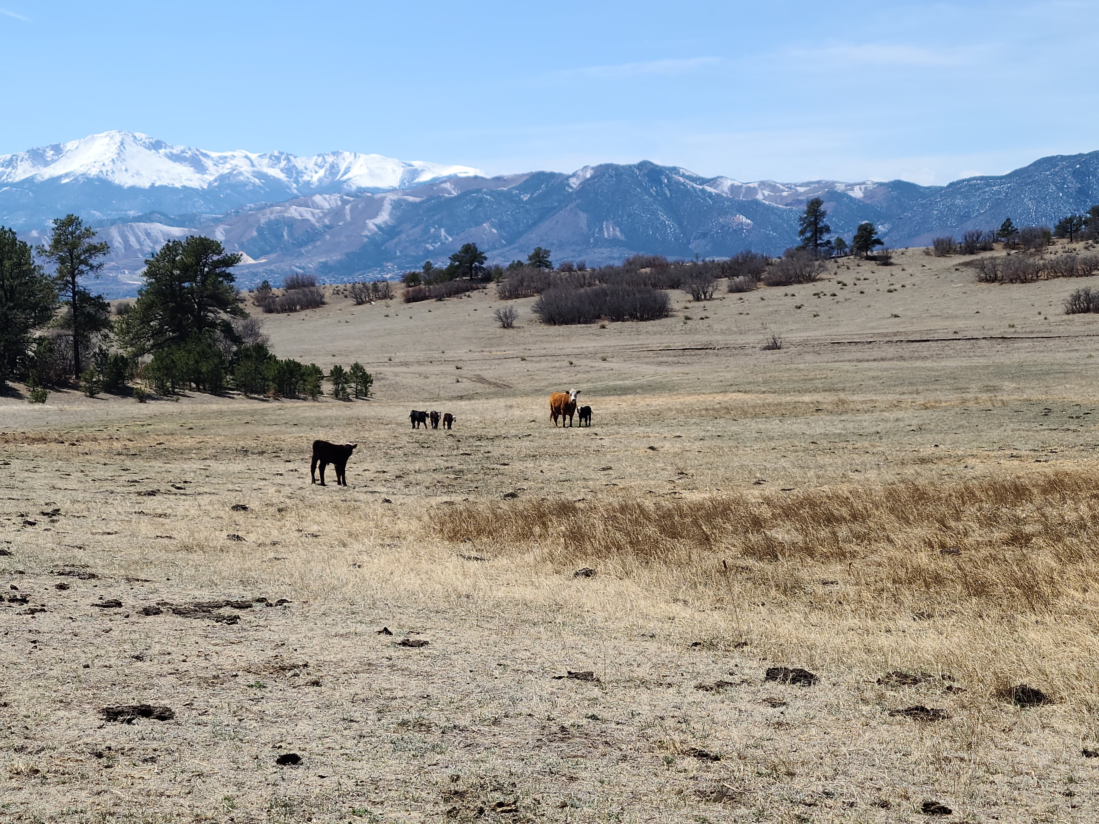 Cattle on the Black Forest pasture