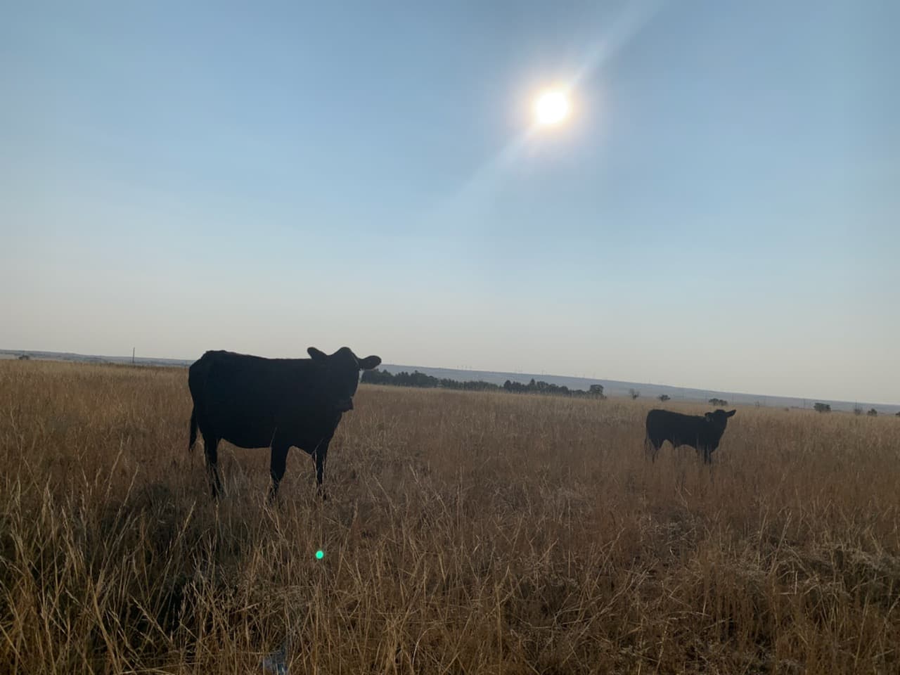Cattle at Legacy Land & Cattle in Black Forest, Colorado