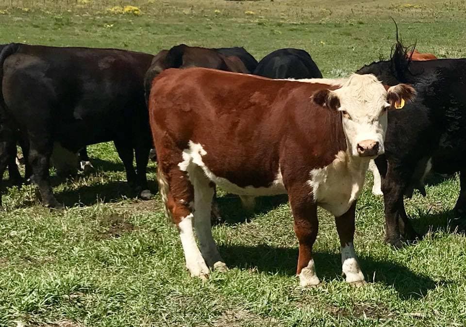 One of our steers