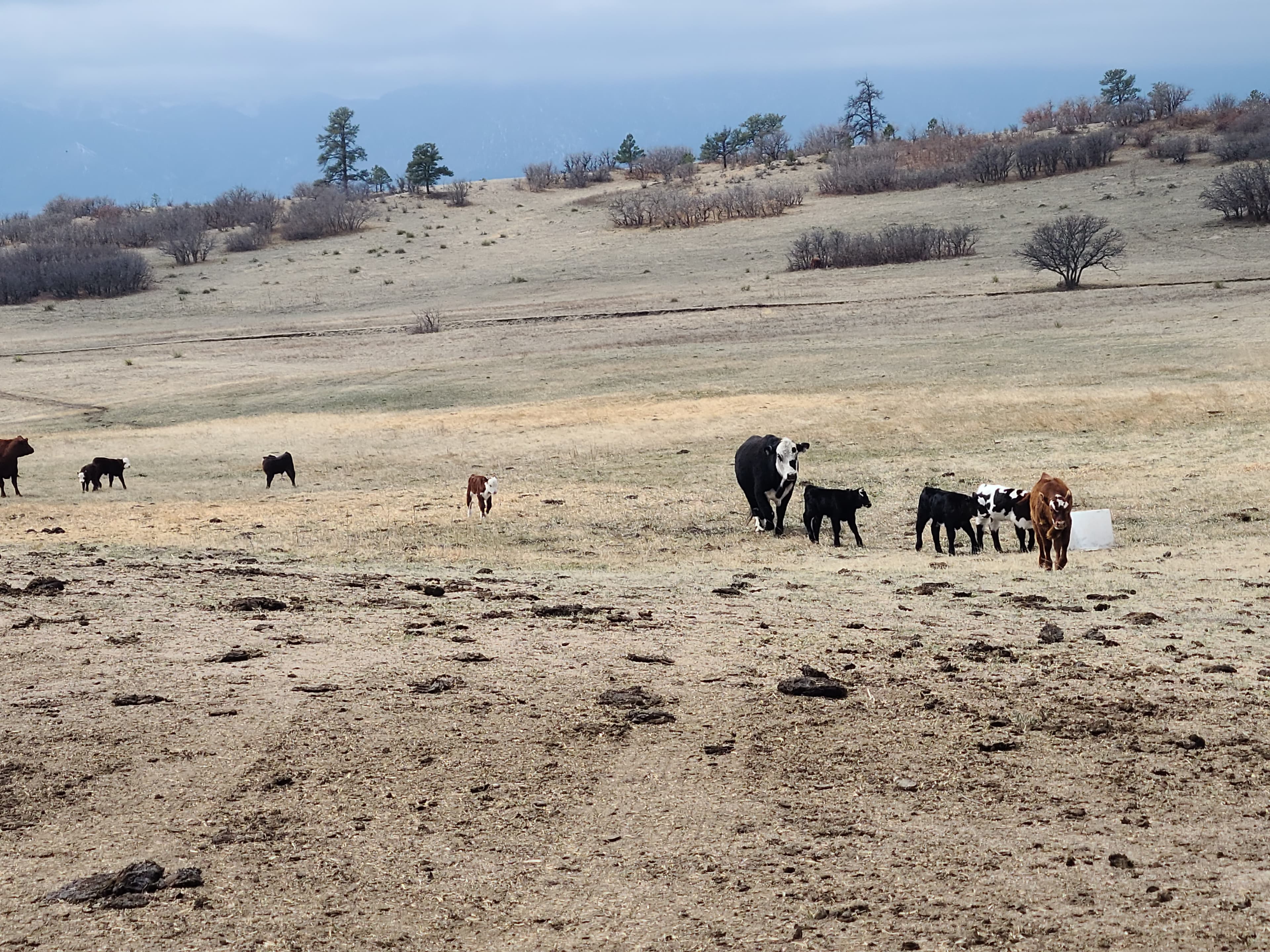 Black Forest Cattle Ranch